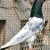 bilal_khan_jalamty