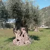 aziendaagricolaca1