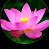 nguynnguyt124