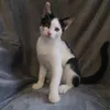 kociaki_z_chorzowa