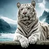 somariva5