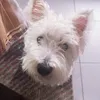 pauliiicarrion