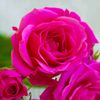 sara.writes26