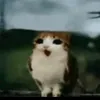 xoimvv