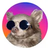 pepe_lulu_chihua_