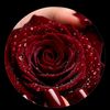 user7024196492467
