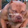 julio6037