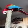 erosthemacaw