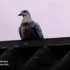 piotrekdriver