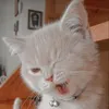 meow..kitty_