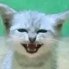 aiikhaalifaah