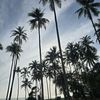 noorhazzura