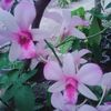 reni_sri03