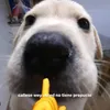 david_gaunaa