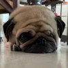 thebrunopug