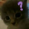 lopopipop