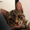 catmaneevee