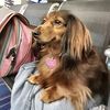 motherofdachshunds3