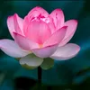 linhlinh23596