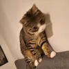 oreo...cookie0