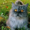 lola_estoniancat