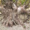 vidi al bonsai
