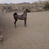 hasanwalloo17