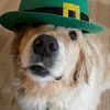 hollyisadog2
