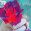 baez_kashani
