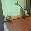 how_to_see_me