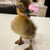 yolibrakid