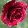 flower_hm1