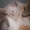 samiaayoub355