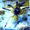 tarantulacuteness