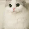 qnoc.ahonie_00