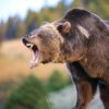 grizzlyreaper66
