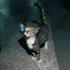 lastwiks