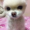 moshimoshii_11