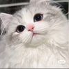 dlsnahim2591