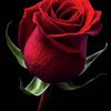tirgrylove