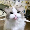 lilyy_.butterfly