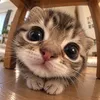 ailyly_08