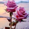 hatice.gngr480