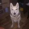 patidaro2