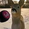 jszie