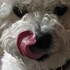 reggiepeggie