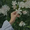 amaniali229