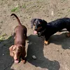 sullyandsidsausage