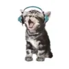 cat_of_flop