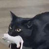 pocoballs46